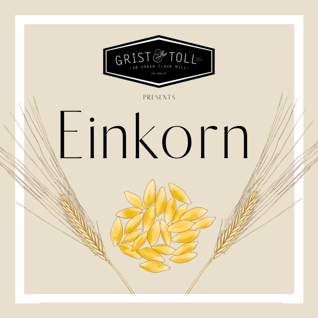 Celebrating Einkorn + Mother Grains