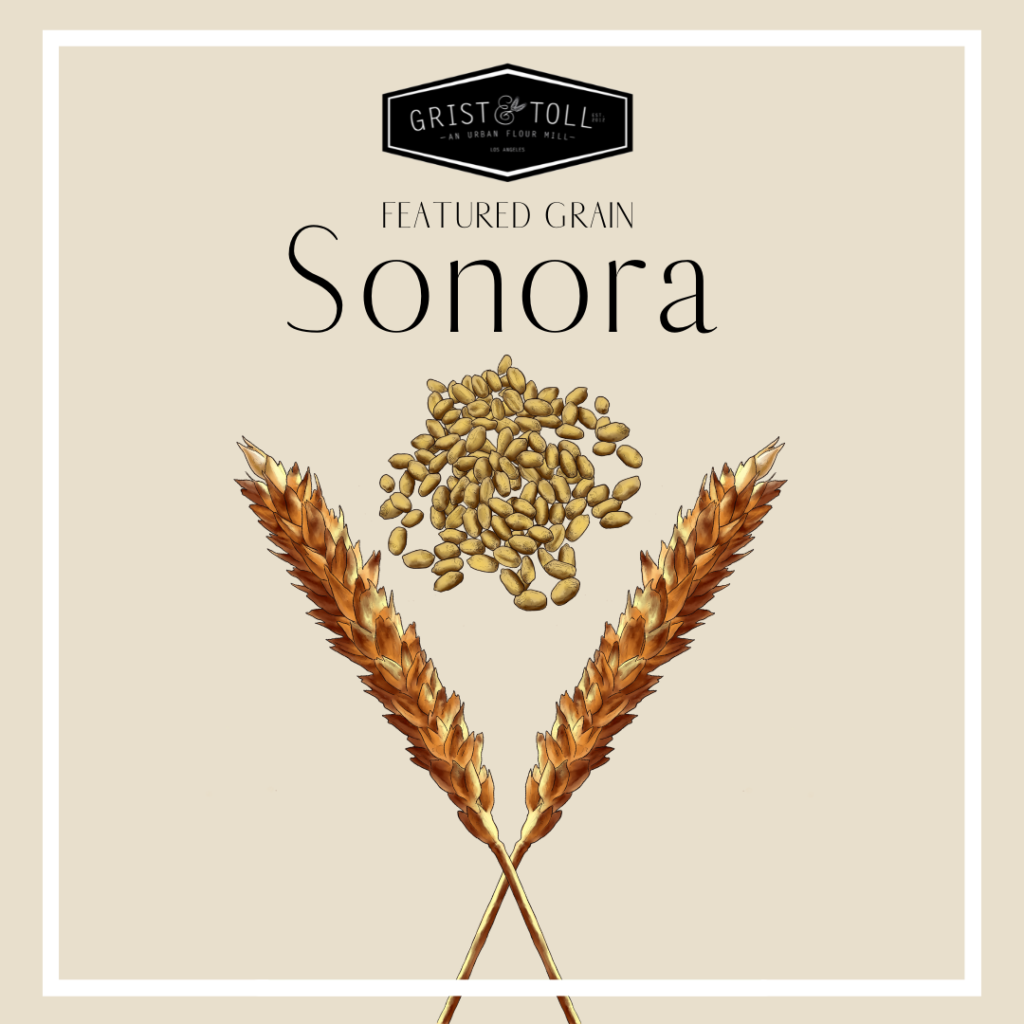 Featured Grain: Sonora
